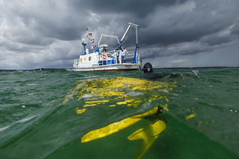 The Wider Image: In Baltic Sea, citizen divers restore seagrass to fight climate change