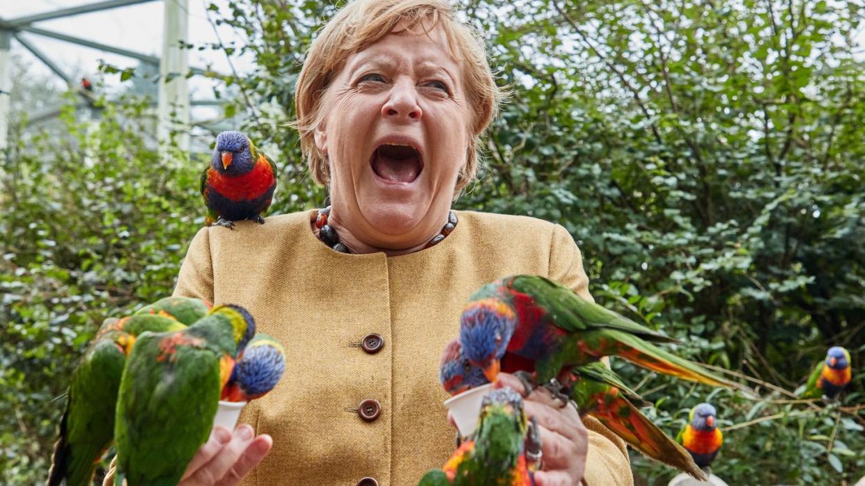 Angela Merkel (CDU), Bundeskanzlerin, füttert australische Loris im Vogelpark Marlow und wird dabei gebissen.