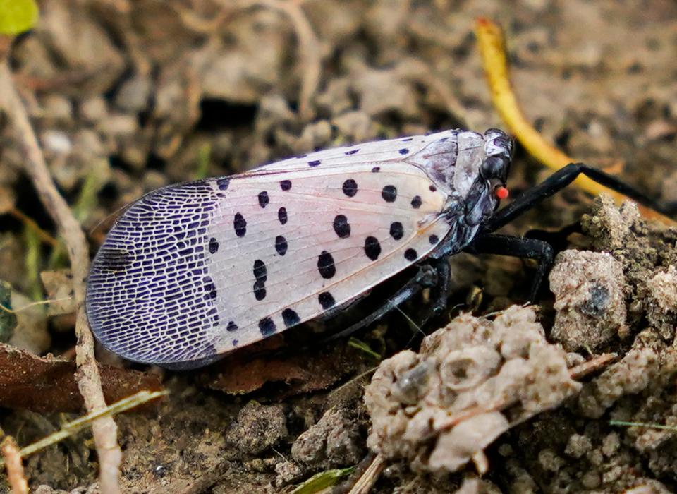 A spotted lanternfly.