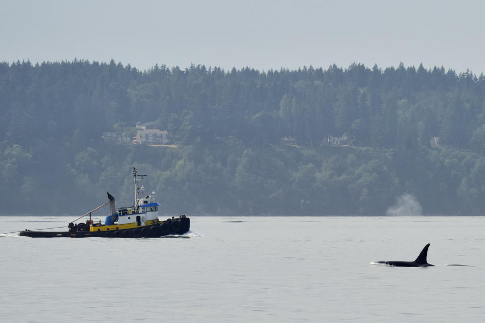 In this Aug. 3, 2021, photo provided by Brittany Philbin taken from Discovery Park West Point Lighthouse in Seattle shows an orca. (Brittany Philbin/Salish Wildlife Watch and PNW OPS Photography via AP)