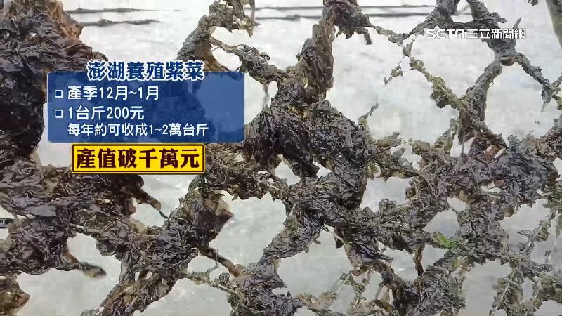 澎湖紫菜每年能創造破千萬元產值。