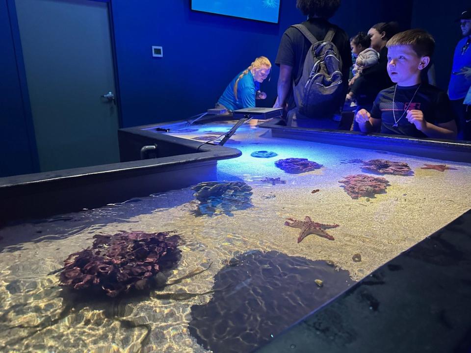 Invertebrate touch tank at the Daytona Aquarium & Rainforest Adventure, Wednesday, Feb. 21, 2024.