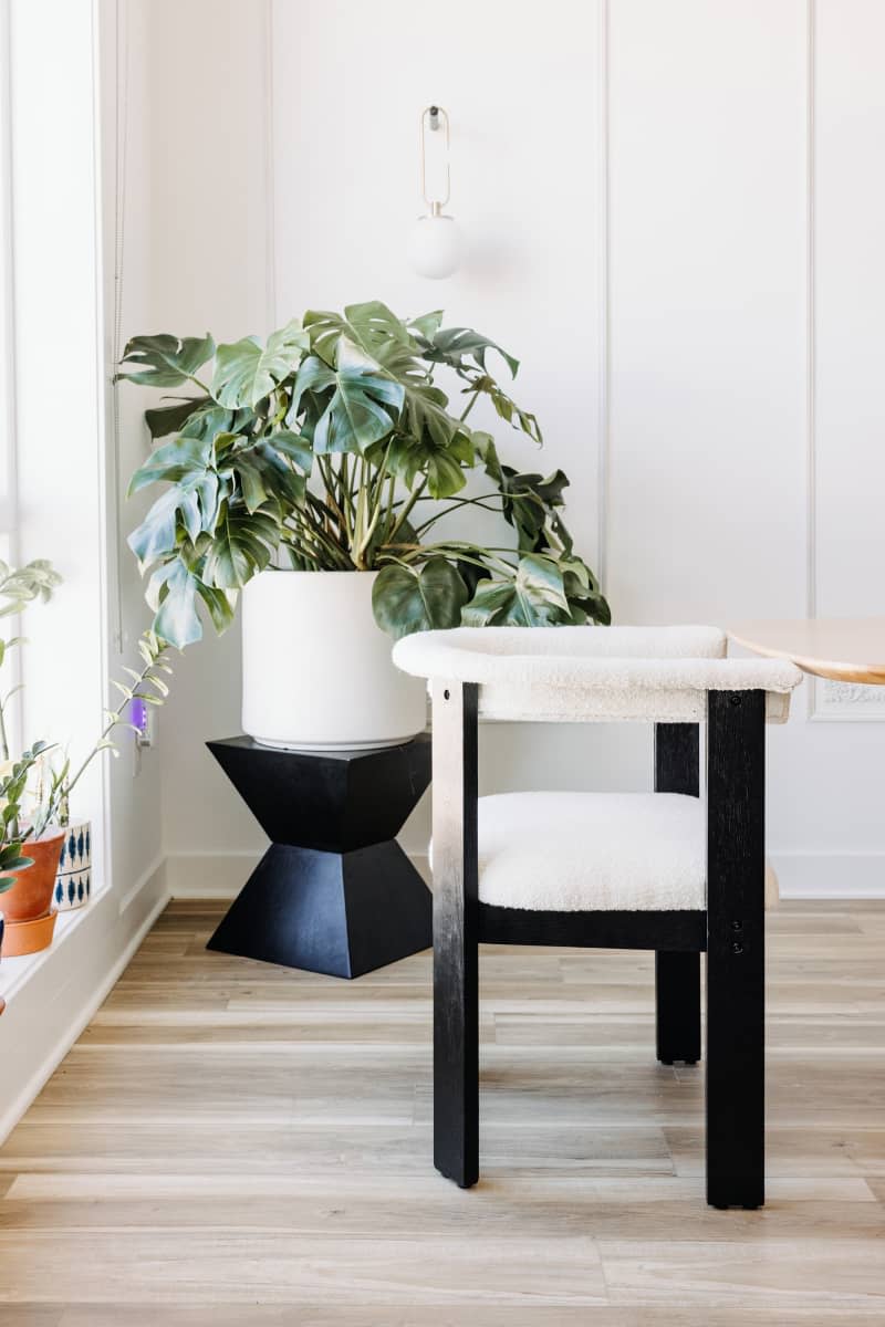 Detail of black and white dining chair and large potted plant in corner of dining room