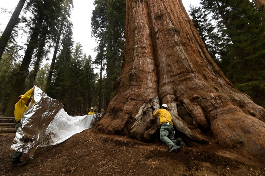 Sequoias.