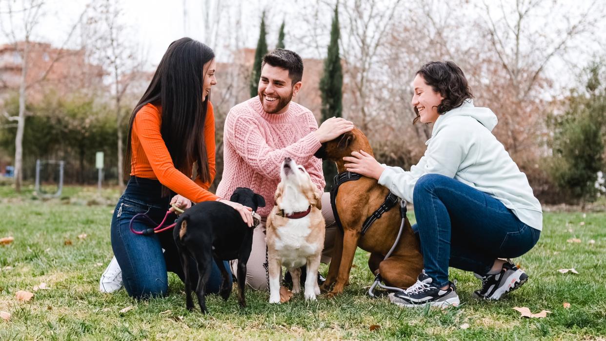  Three friends meet in the park with their dogs. 