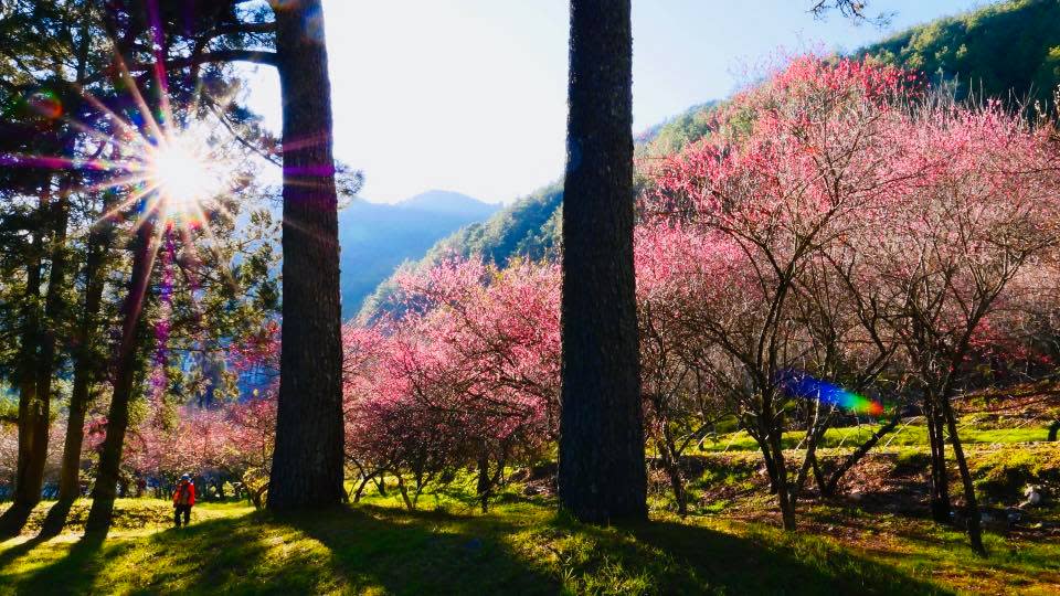 武陵農場南谷梅花園已經盛開，蠟梅也已經綻放，周末（11、12）還在盛開期。圖為1/3花況。圖：翻攝自武陵農場粉絲頁