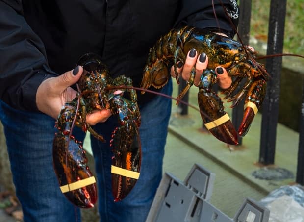 A woman holds two lobsters as Cheryl Maloney, a member of the Sipekne'katik First Nation, sells them outside the legislature in Halifax on Friday, Oct. 16, 2020.  (Andrew Vaughan/The Canadian Press - image credit)