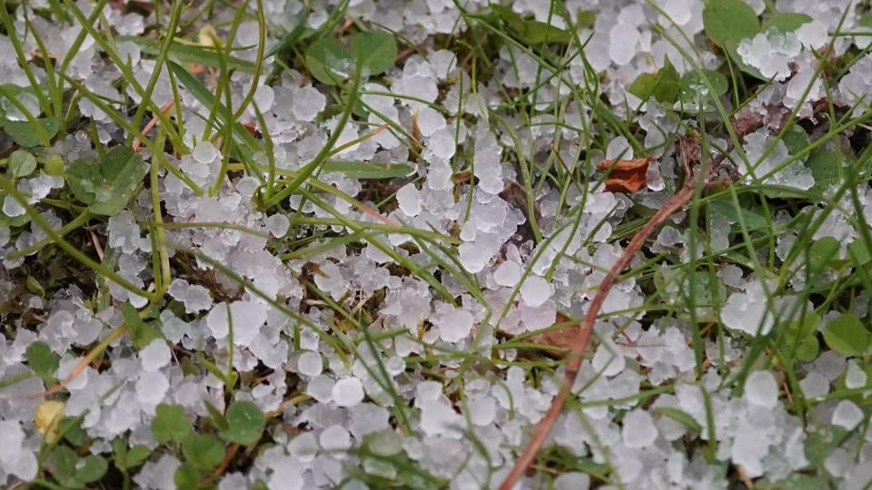 Hagelkörner liegen auf einer Wiese: Nehmen Unwetter in Deutschland zu? Diese Frage stellen sich Versicherer.