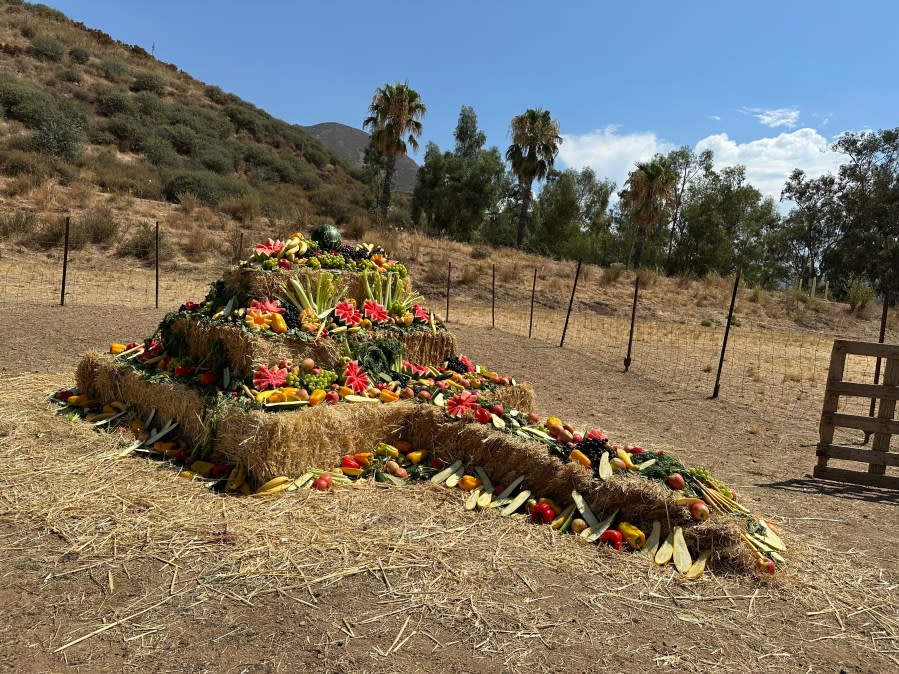 Goats that eat vegetation as a fire prevention strategy were deployed by the San Manuel Fire Department in San Bernardino County on July 23, 2024. (San Manuel Band of Mission Indians)