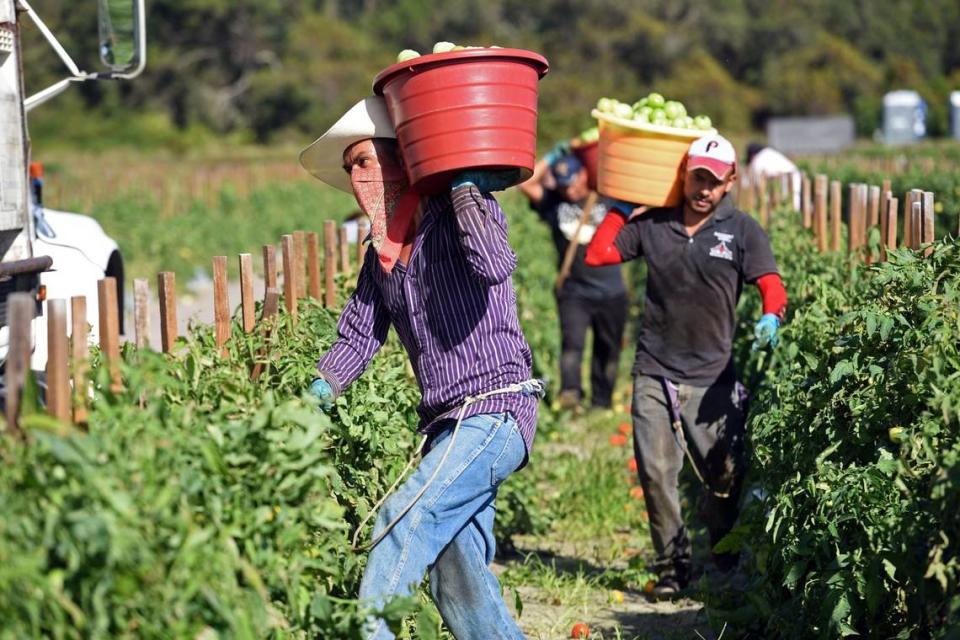 12/17/2017--Workers harvest tomatoes on the Lipman Family Farm, located on L3 Farms. The vision for Gamble Creek Village is a development proposal of a nearly 6,000 acre plot of farm land, seeking to curb the trend of urban sprawl with open space and agriculture. The problem for county planners is that it is two miles east of the urban development line.