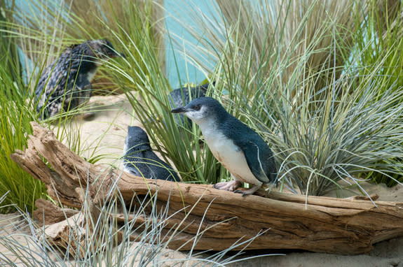 The Bronx Zoo's Aquatic Bird House is home to a colony of little blue penguins. This was a new species for the zoo in 2015.