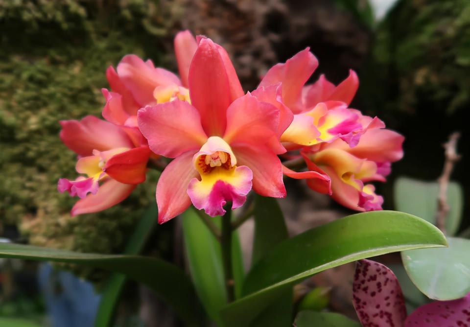 the cattleya color guayaba orchid has beautiful salmon colored flowers the flowers are large and showy, with a delicate fragrance the orchid is a popular choice for home growers due to its easy care requirements