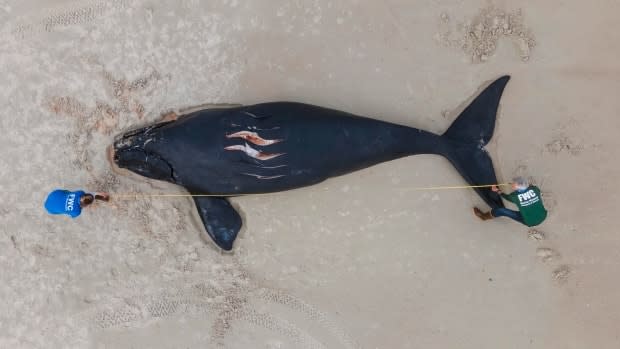 A North Atlantic right whale calf was found dead on Feb. 14 off Florida with injuries matching those typically sustained by a strike from a vessel, including propeller wounds.