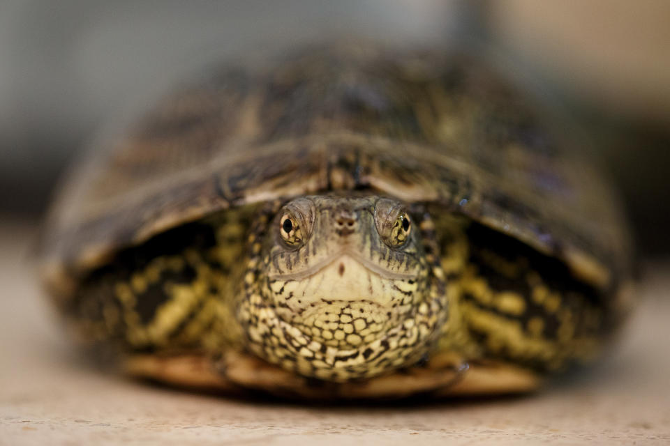 MAJADAHONDA, SPAIN - MARCH 16:  A Galapago Europeo (European Pond Turtle or Emys Orbicularis) stands on a table as it recovers at the reptiles room in the GREFA hospital on March 16, 2017 in Majadahonda, near Madrid, Spain. The GREFA (Group of Rehabilitation of the Native Fauna and its Habitat) started in 1981, and has since treated over 40,000 animals, with 5600 last year. It is believed to be the largest group of its kind in Europe, treating endangered species like Black Vultures or Golden Eagles, or smaller birds, reptiles or other native species. Their aim is to release them back to their habitats, but when this is not possible the patients may be sent to fauna reserves, zoos or facilities for educational purposes.  (Photo by Pablo Blazquez Dominguez/Getty Images)