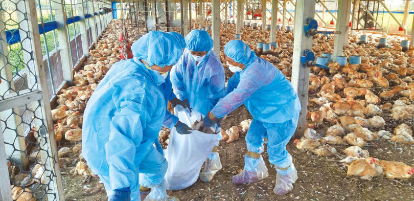 農業部評估今年10月底，恐再爆發H5N1高病原禽流感疫情，將影響本土雞蛋產量。（圖／報系資料照）