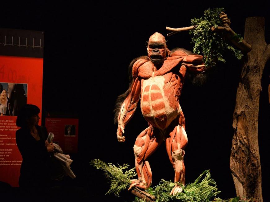 body worlds plastination gorilla