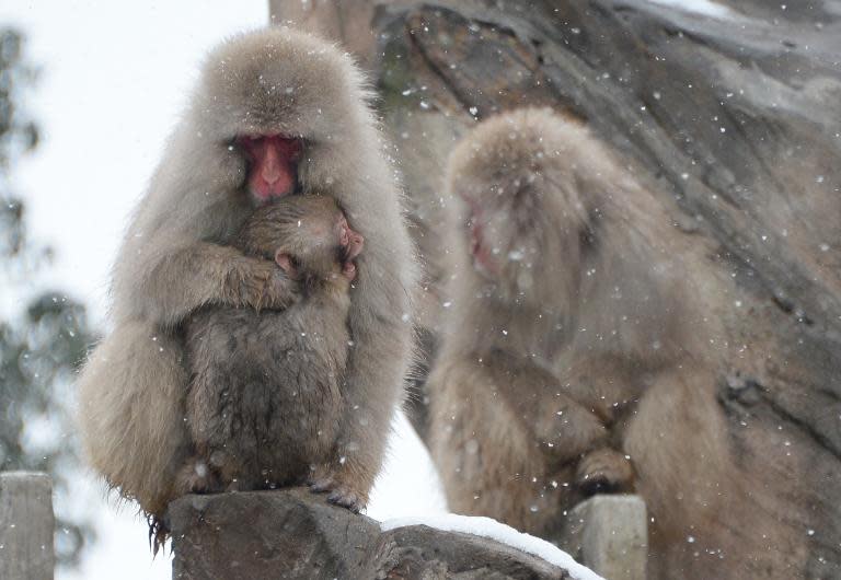 Monkeys endure cold weather at Ueno Zoo in Tokyo, on February 14, 2014