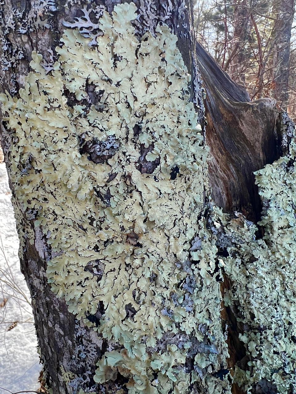 This image shows a common greenshield lichen, which grows on the bark of trees and occasionally on rocks.