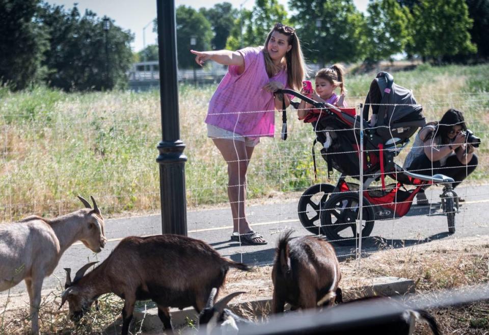 Maia Carrera, of East Sacramento, points to goats Monday, May 23, 2022, as her daughter Aria, 3, takes pictures on Jefferson Boulevard in West Sacramento. A herd of than 400 goats, used to clear weeds and high grass along the barge canal and the Clarksburg branch line trail, crossed the major thoroughfare in the morning.