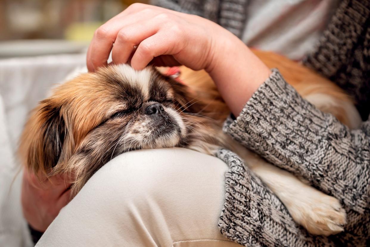 dog sleeping on owner's lap