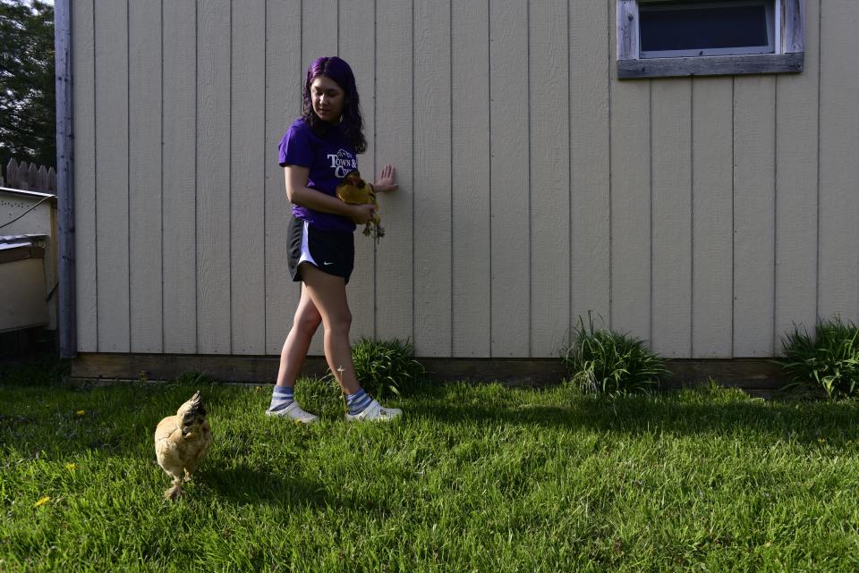 Gwyneth Glombowski, 16, holds onto one of her chickens as the other strolls around in her backyard at her home in Marysville on Thursday, May 12, 2022. Glombowski shows chickens and rabbits in 4H at the St. Clair County Fair. She might not be able to show her poultry this year after the Michigan Department of Agriculture and Rural Development stopped all poultry and waterfowl exhibitions in Michigan until the state goes 30 days without a new detection of avian influenza in domestic poultry.