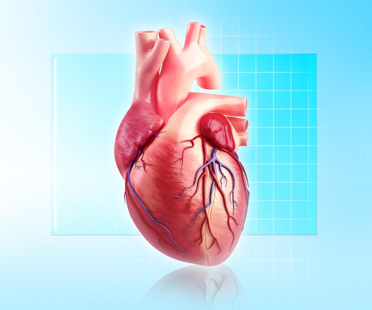 La rondeur du cœur pourrait être un indicateur génétique des problèmes cardiaques à venir