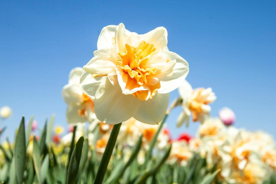 Daffodils are one of the most welcoming signs of spring.