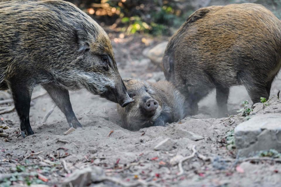 Wild pigs in Hong Kong (AFP via Getty Images)