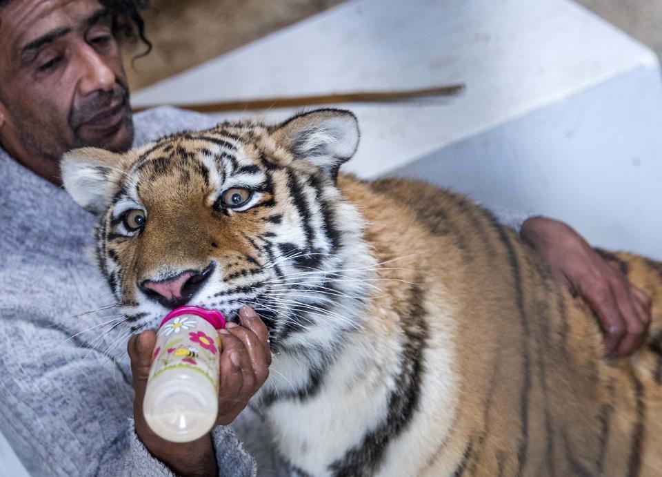 <p>Das Tigermädchen Elsa, ein sibirischer Tiger, bekommt in Dassow (Mecklenburg-Vorpommern) von ihrem Pflegevater Saad Rose das vor der Nachtruhe übliche Fläschchen Milch. Das Tier feiert am 26. August im Erlebnis- und Tigerpark Dassow seinen ersten Geburtstag. Elsa kam Ende August 2016 in einem Wanderzirkus auf Rügen zu Welt und wurde von einer Tierarztpraxis aufgepäppelt, ehe sie durch die Vermittlung des Veterinäramtes Ende November 2016 zu den Raubtierexperten nach Dassow kam. (Bild: Jens Büttner/dpa-Zentralbild/dpa) </p>