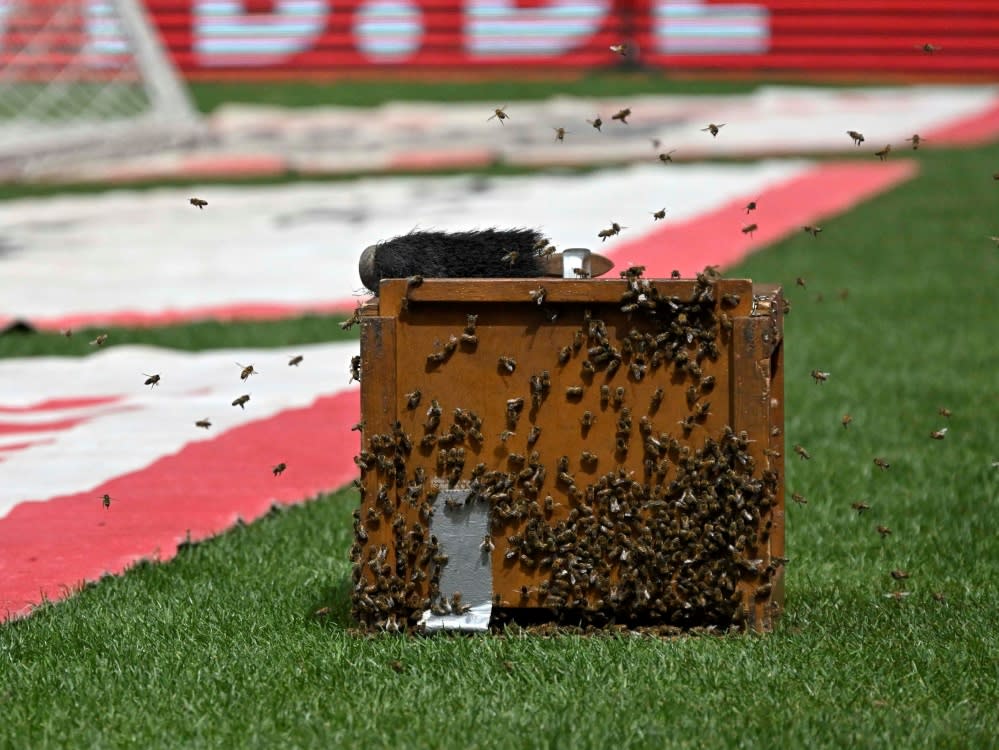 Bienen im Stuttgarter Stadion (IMAGO/Bernd Feil/M.i.S.)