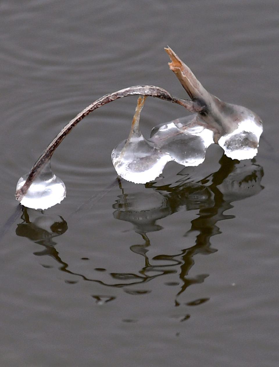 Ice clings to pieces of reed sticking out of the Kirby Lake water Wednesday.