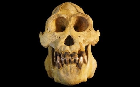 The skull which was used to determine that the ape was an entirely new species - Credit: Andrew Walmsley