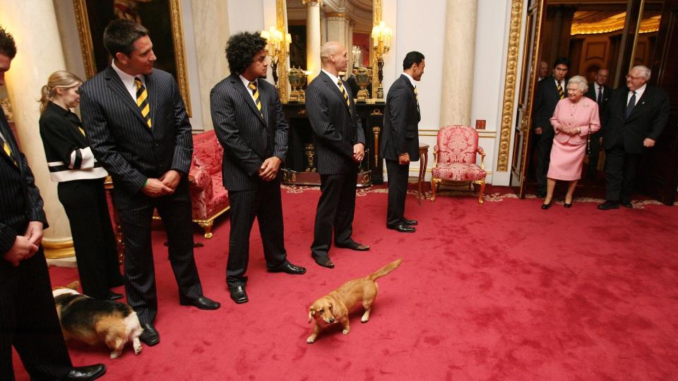 The Queen's Corgis inside Buckingham Palace