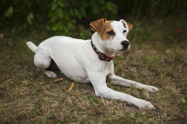 Jack Russell Terrier