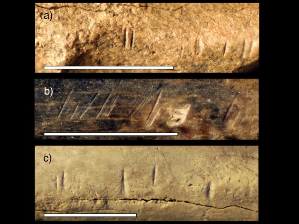 Magnified images of antelope bones and a scapula of another mammal with cut marks on them.