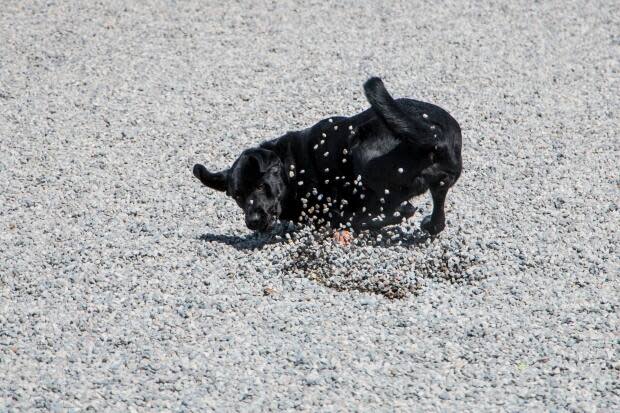 Eric Code's dog Finn playing fetch in pea gravel at Greenwood Park's off-leash area. The city also plans to use pea gravel at St. Andrew's Playground.  (Eric Code/Supplied - image credit)