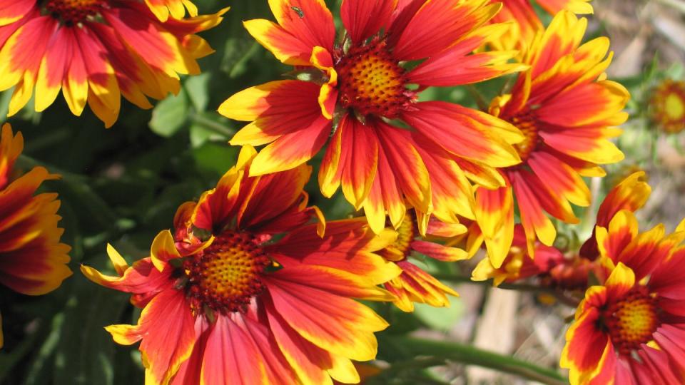 fall flowers blanket flower