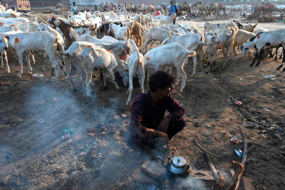 A farmer prepares tea in front of his goat stall at a cattle market set to buy sacrificial animals ahead of Eid al-Adha Muslim festival or the 'Festival of sacrifice' in Lahore on July 26, 2020.  Eid al-Adha, feast of the sacrifice, marks the end of the Hajj pilgrimage to Mecca and commemorates Prophet Abraham's readiness to sacrifice his son to show obedience to Allah.