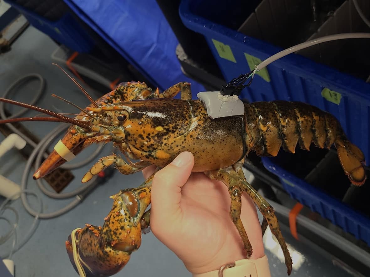 Heart monitors were used on the 240 lobsters tested in the study. (Centre for Marine Applied Research - image credit)