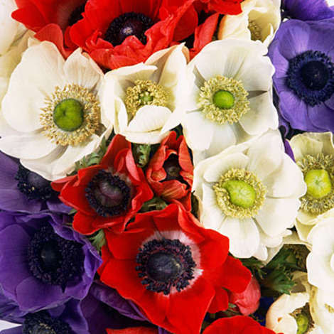 Anemones