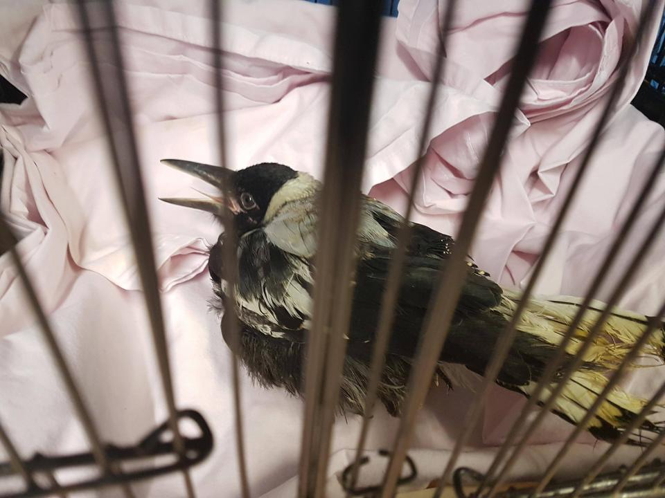 A sick looking young magpie sits with its mouth open inside a cage. 