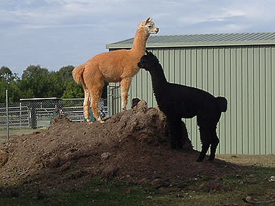 <p>Man who bashed alpaca to death free</p>