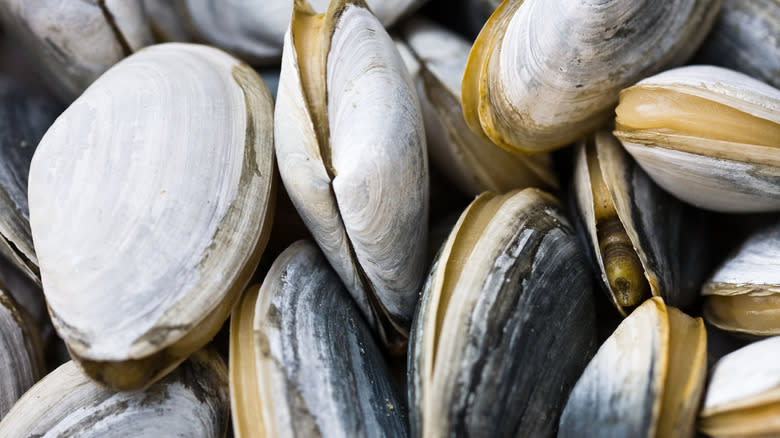 close up shot of clams