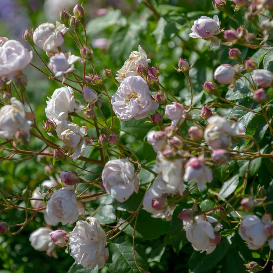 A pink rose bush