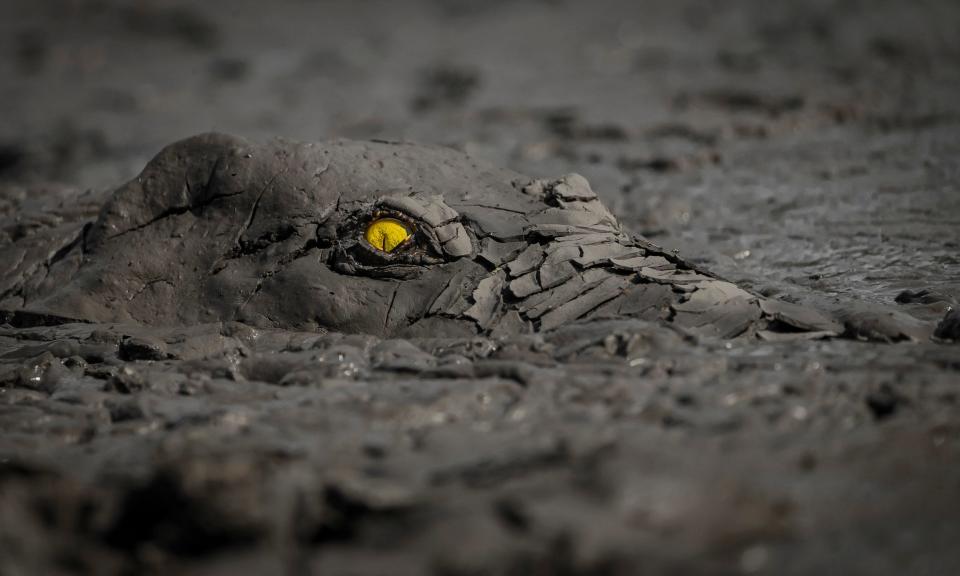 The grand prize winner: ‘Danger in the mud’ – a crocodile at Mana Pools National Park, Zimbabwe The grand prize winner.