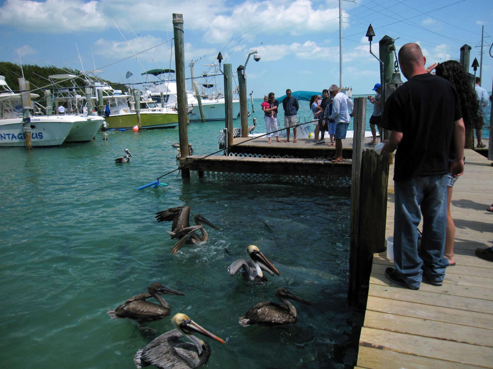 his February 2013 photo shows visitors on the dock in front of The Hungry Tarpon Restaurant at Robbie’s Marina in Islamorada, the Florida Keys. The waterfront is crowded with tarpon and pelicans attracted by visitors tossing tiny fish from a bucket to feed them. (AP Photo/Beth J. Harpaz)