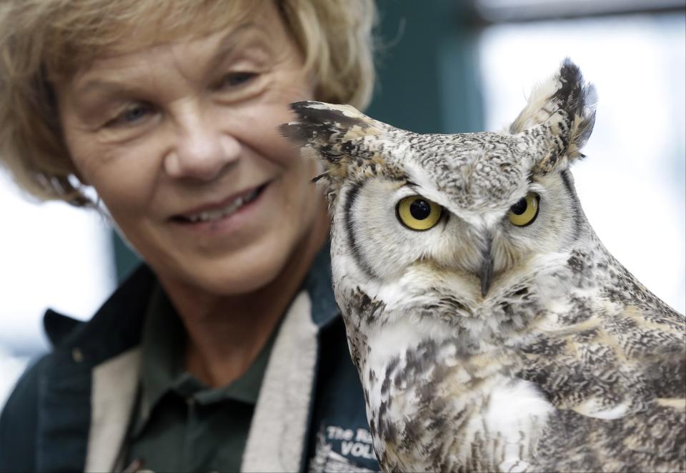 Volunteer Claire Palmer holds a great horned owl, Wednesday, March 13, 2013, at the Raptor Center on the St. Paul campus of the University of Minnesota. The center listed about 30 owls as patients this week. It has been a tough winter for owls in some parts of North America. Some have headed south in search of food instead of staying in their northern territories. (AP Photo/Jim Mone)