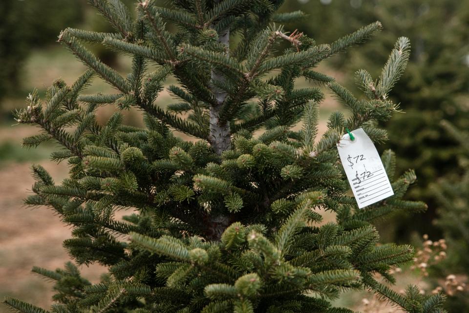 Christmas trees are seen on Dec. 6, 2020 at Howell Tree Farm in Cumming.