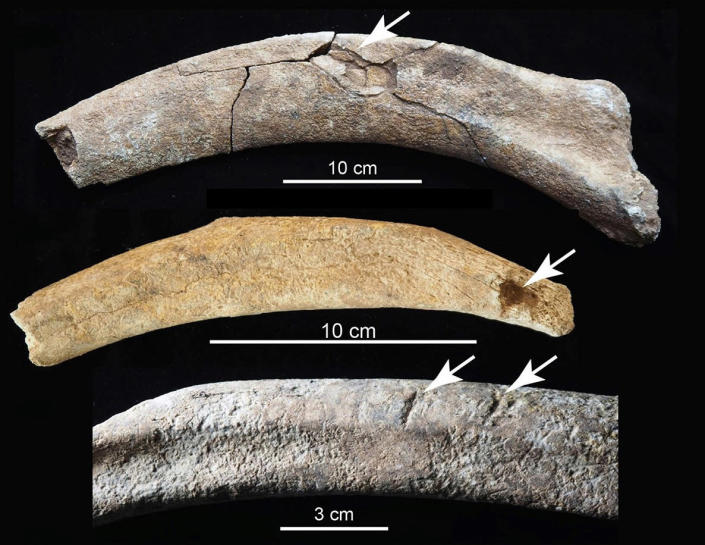 La costilla superior muestra una fractura por impacto de fuerza contundente;  la costilla central muestra una herida punzante, probablemente hecha con una herramienta;  la costilla inferior muestra marcas de corte.  (Timothy Rowe / Universidad de Texas en Austin)