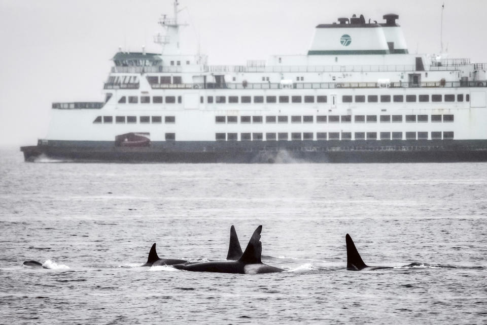 In this photo provided by Kersti Muul, a pod of Bigg’s orcas, including one known as Chainsaw for his jagged dorsal fin, swim in Seattle’s Elliott Bay as a state ferry sails behind them in May 2022, near Seattle. The U.S. Coast Guard is launching a whale alert program in Washington’s Salish Sea to help commercial and transit ships steer clear of the marine mammals. Using sighting reports from mariners and civilians and hydrophone monitoring, the so-called "cetacean desk” launches at time when more humpback whales and orcas visit the inland waters of the Salish Sea. (Kersti Muul via AP)